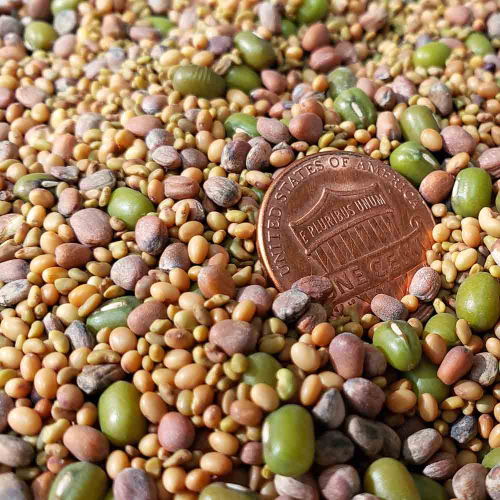 sprout出品 Sandwich Booster Mix Sprouting Seeds | Terroir Seeds