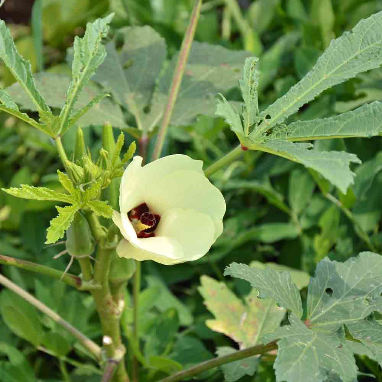 clemson spineless okra