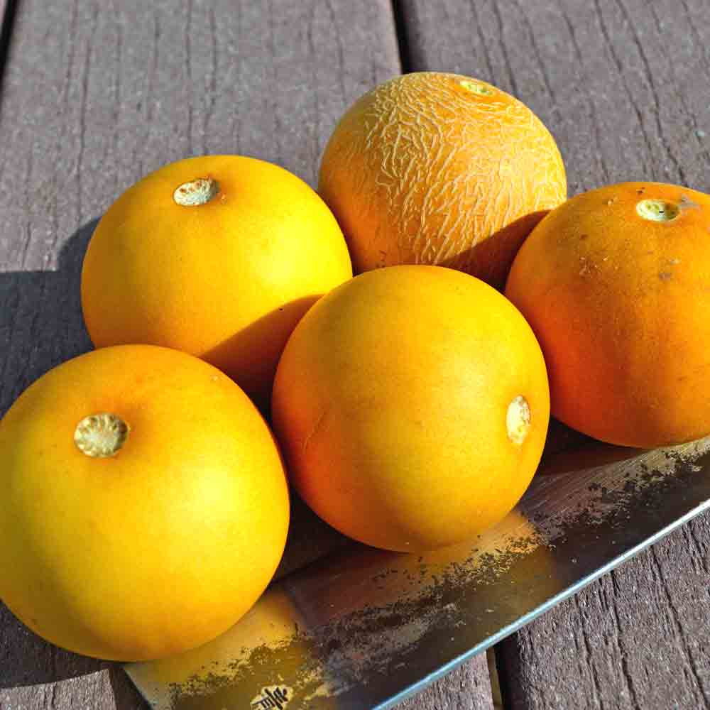 Vine Peach / Mango Melon Heirloom Seeds | Terroir Seeds
