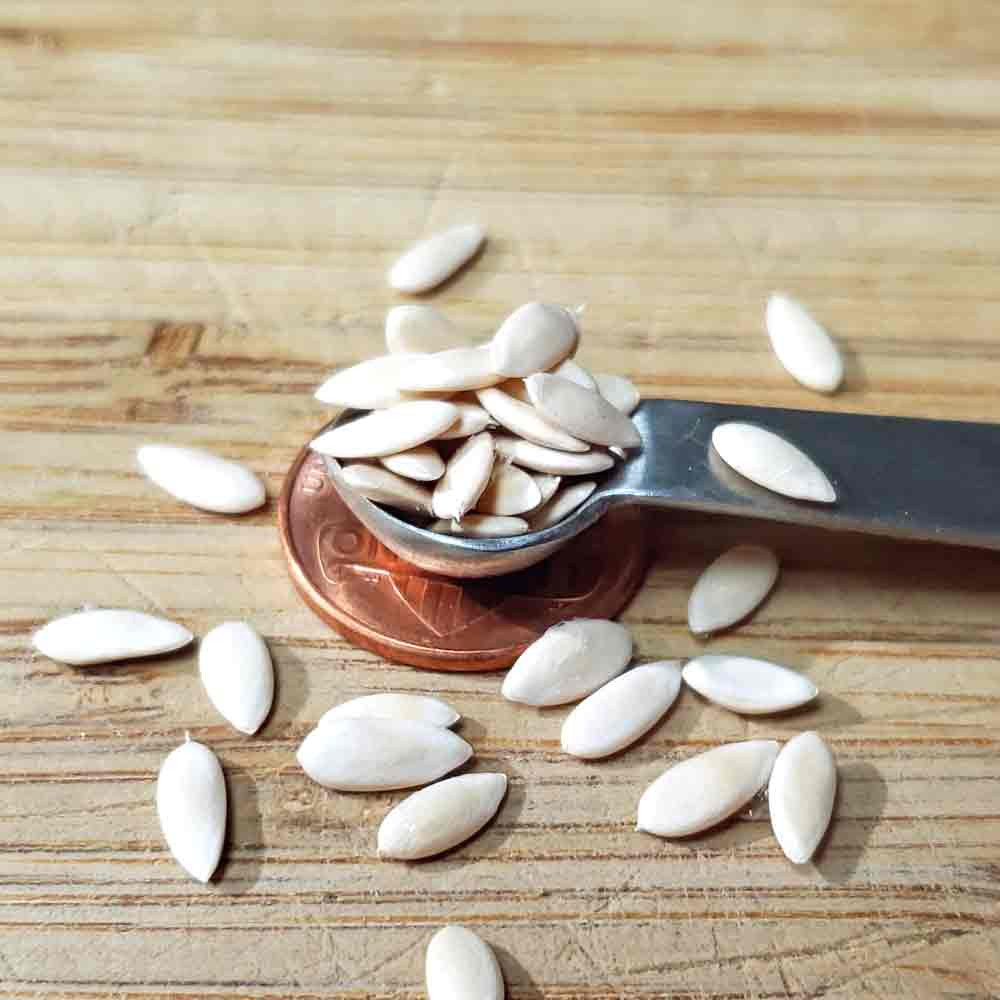 Vine Peach / Mango Melon Heirloom Seeds | Terroir Seeds