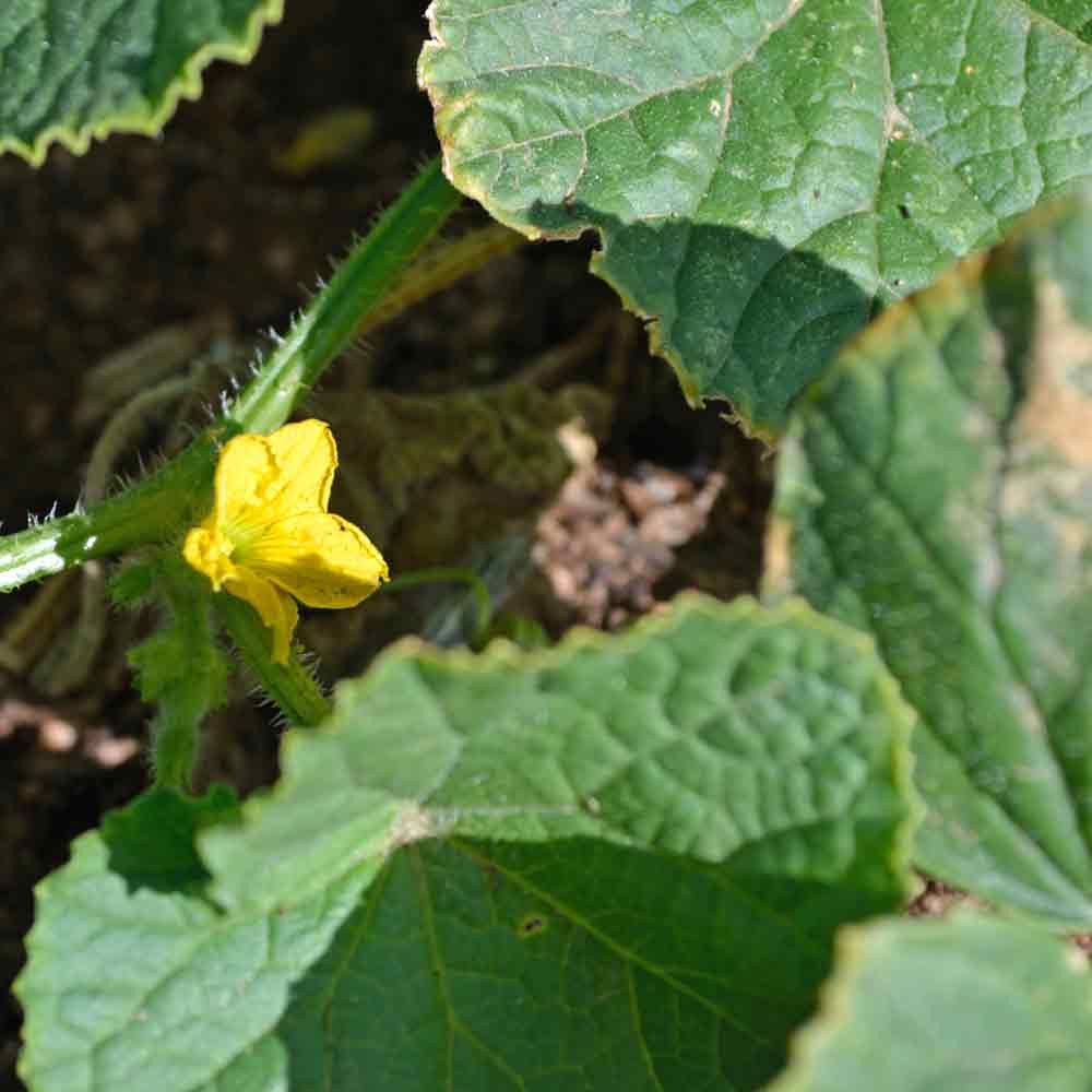 Vine Peach / Mango Melon Heirloom Seeds | Terroir Seeds