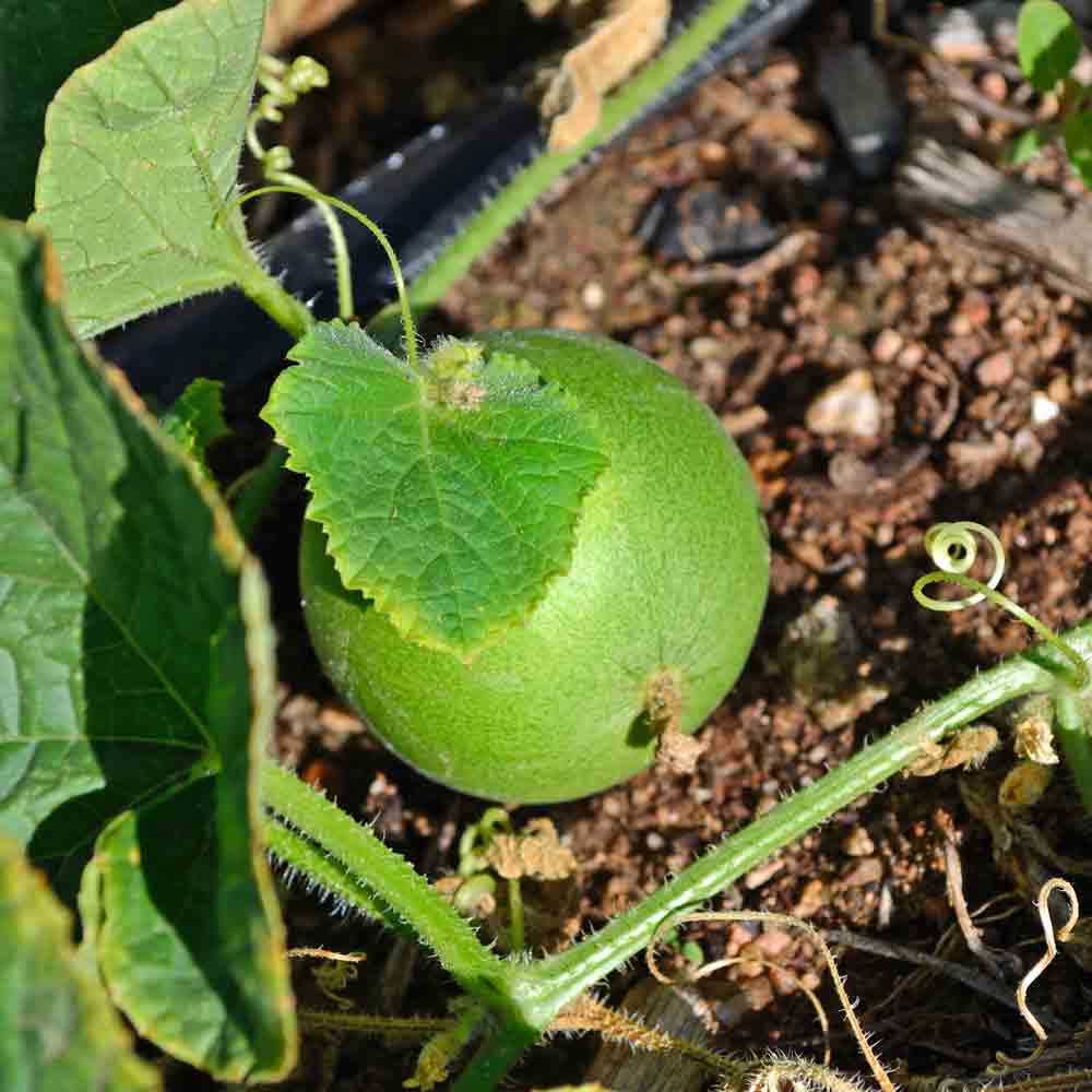 Vine Peach / Mango Melon Heirloom Seeds | Terroir Seeds