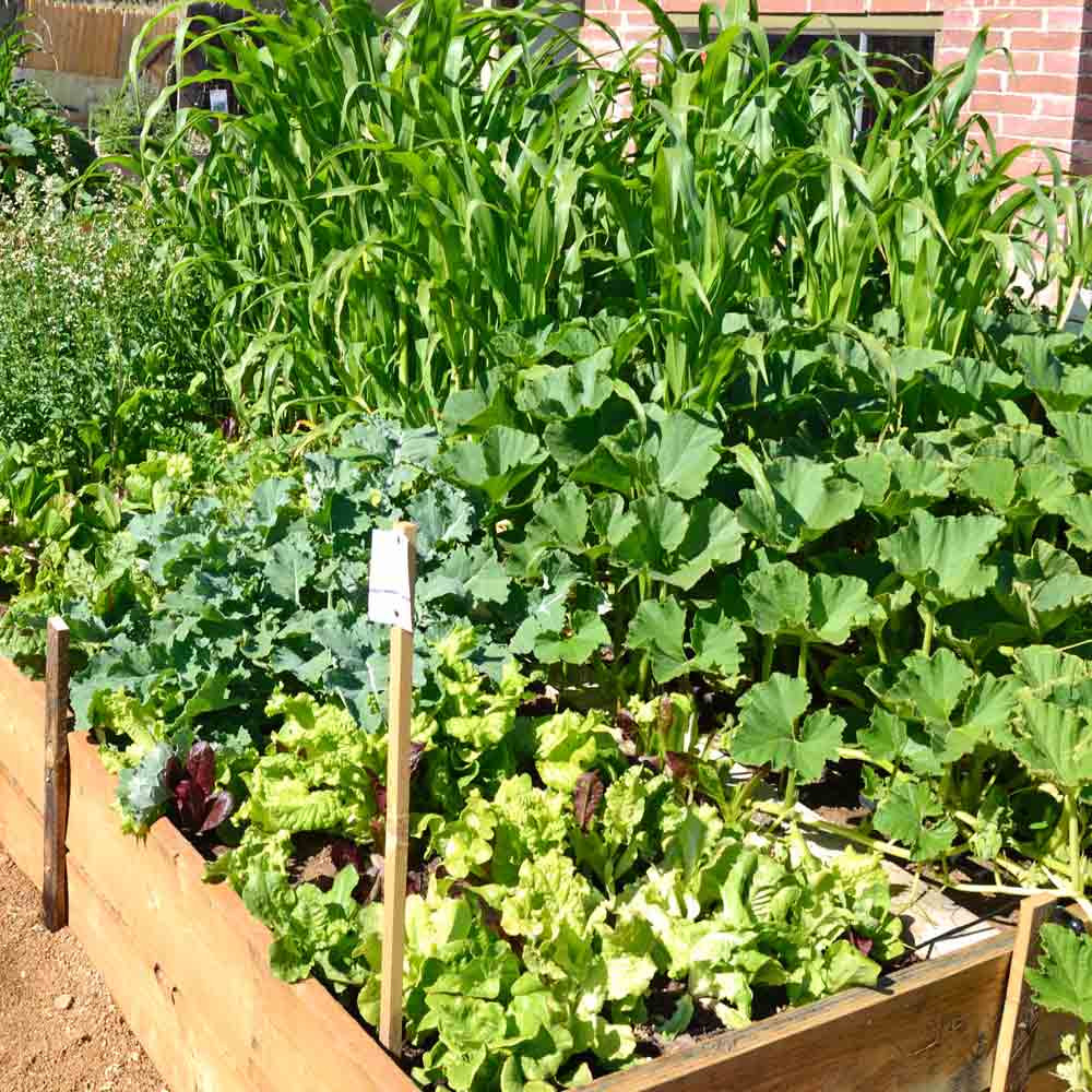 Four Sisters Heirloom Garden Seed Collection | Terroir Seeds