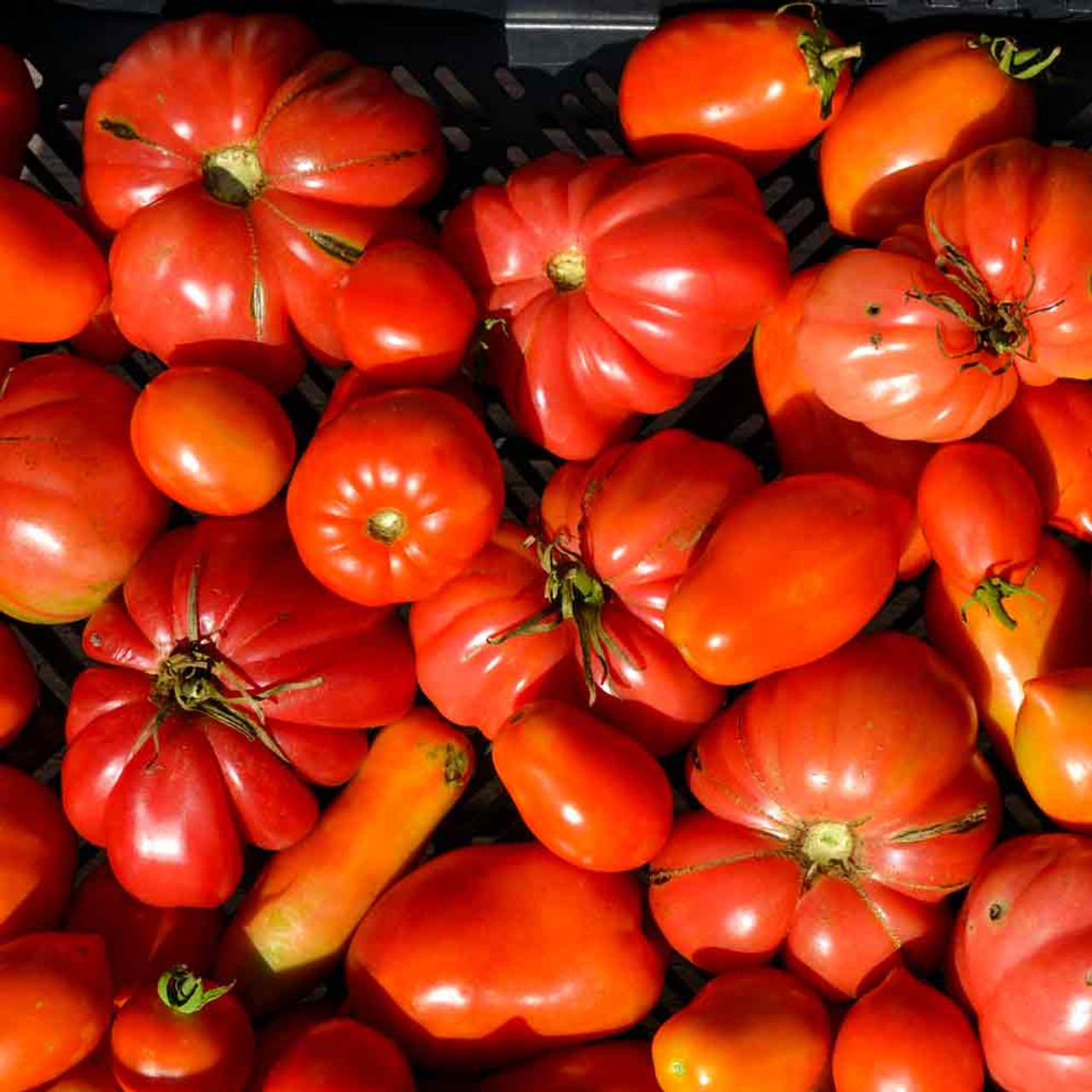 Tomato- Beefsteak seeds