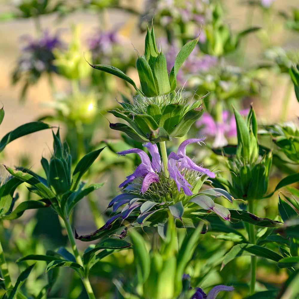 Hummingbird Garden Heirloom Seed Collection | Terroir Seeds
