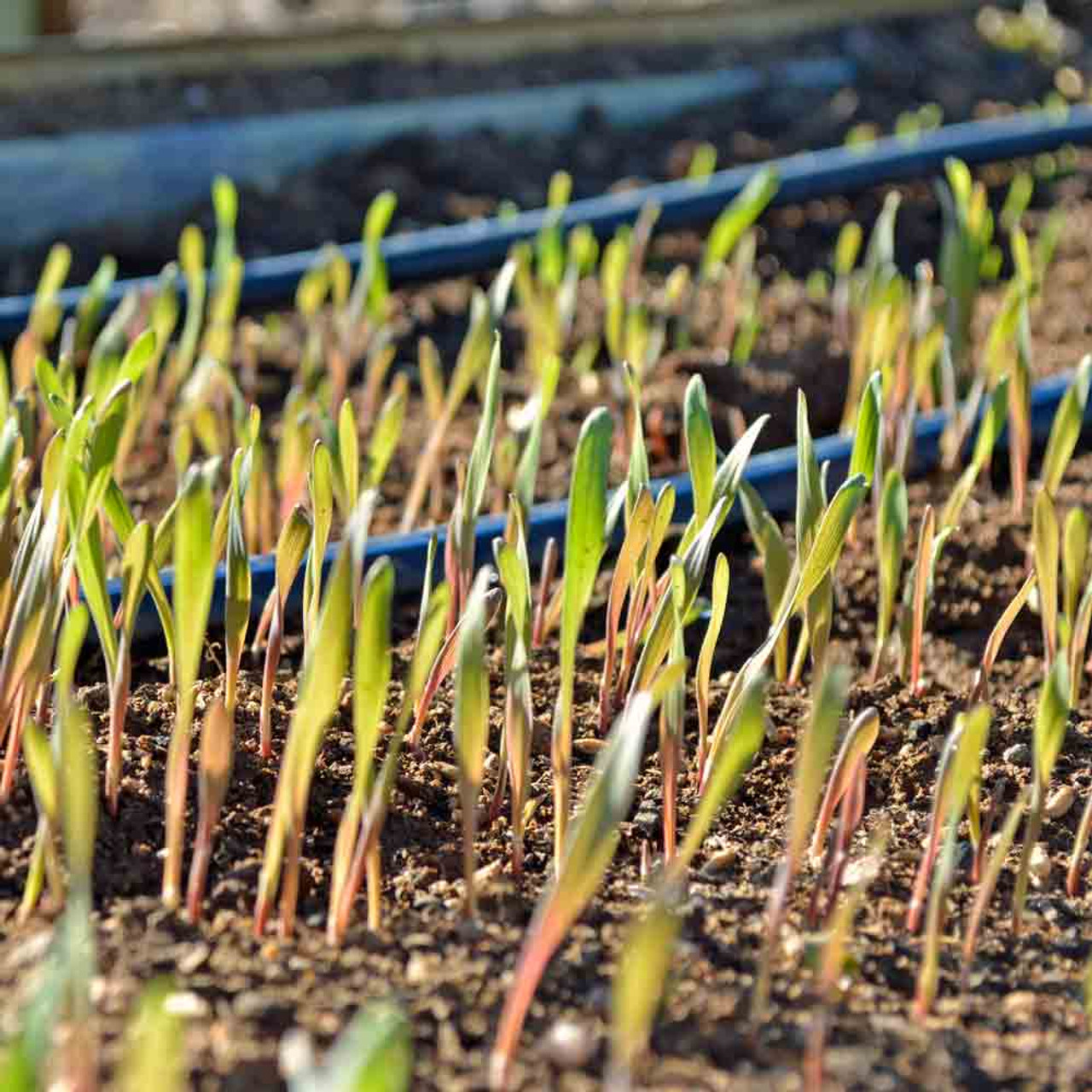 Garden Cover Up Mix Cover Crop Seeds Terroir Seeds