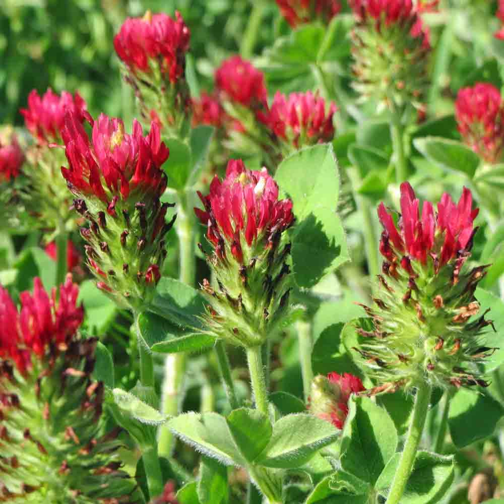 thumbnail image 2 of 200+ Crimson Clover Seeds – Trifolium Incarnatum, Red Flowers, Annual, USA Free Shipping 2 of 5
