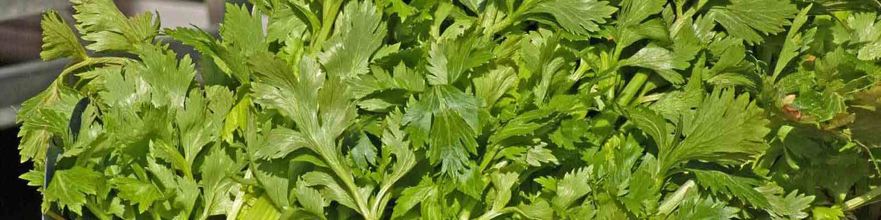 Celery Celery