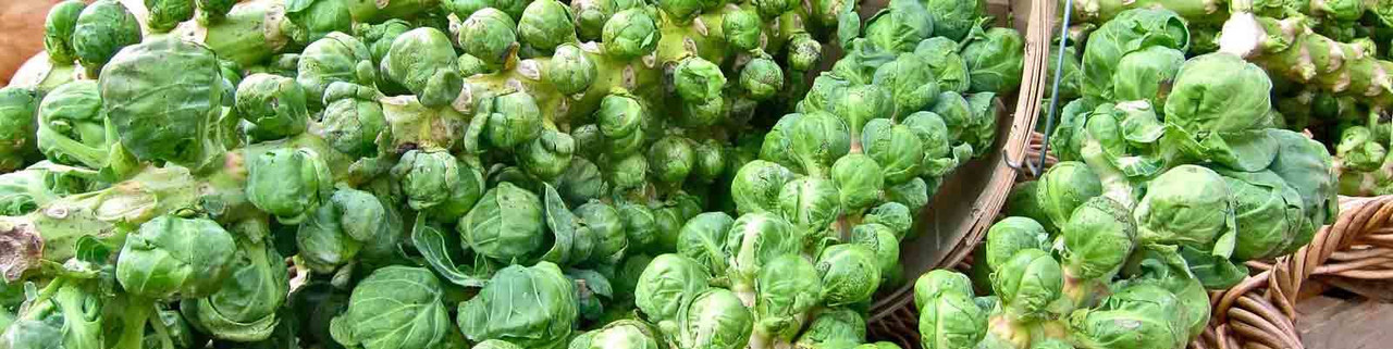 Brussels Sprout Brussels Sprout