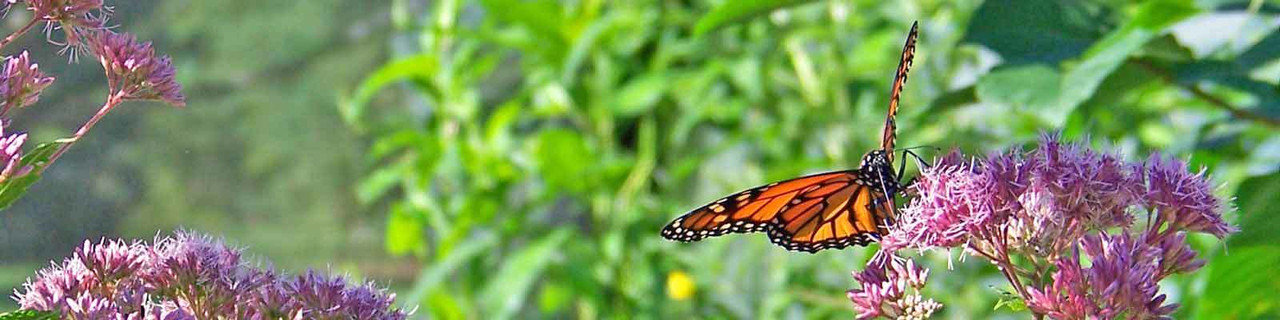 Milkweed Milkweed