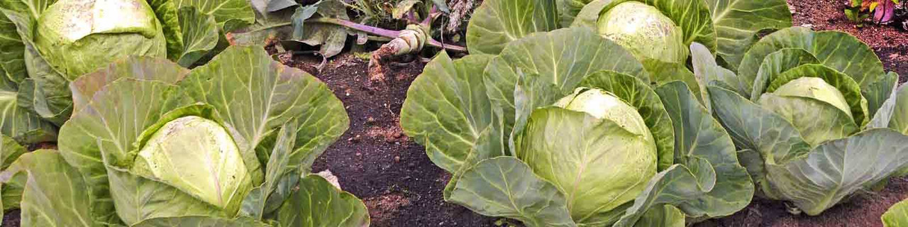 Cabbage Cabbage
