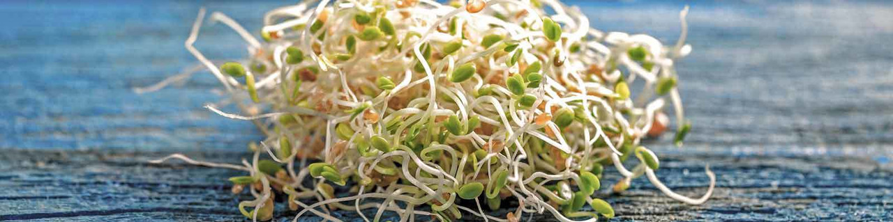 Sprouting Seeds Sprouting Seeds