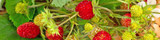 Alpine Strawberry