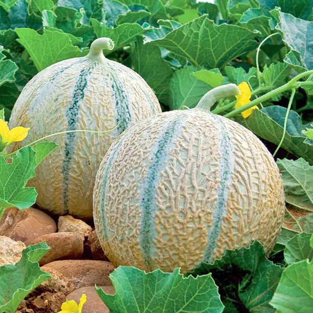 Charentais Heirloom Melon Seeds Terroir Seeds