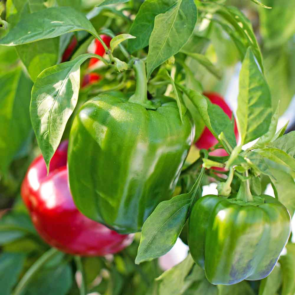 California Wonder Red Sweet Pepper Seeds Terroir Seeds