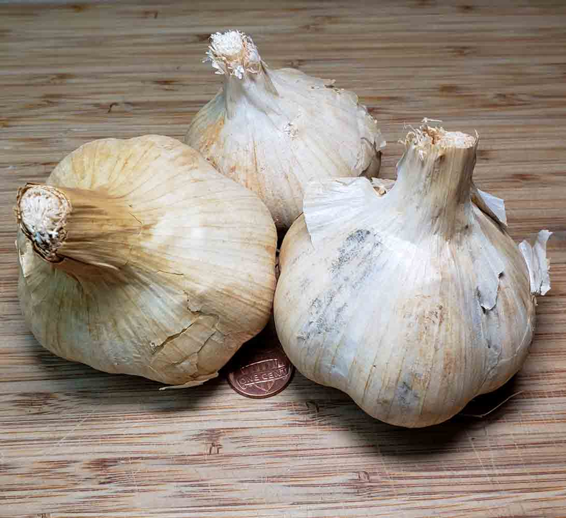 Heirloom Garlic & Onion Bulbs Terroir Seeds