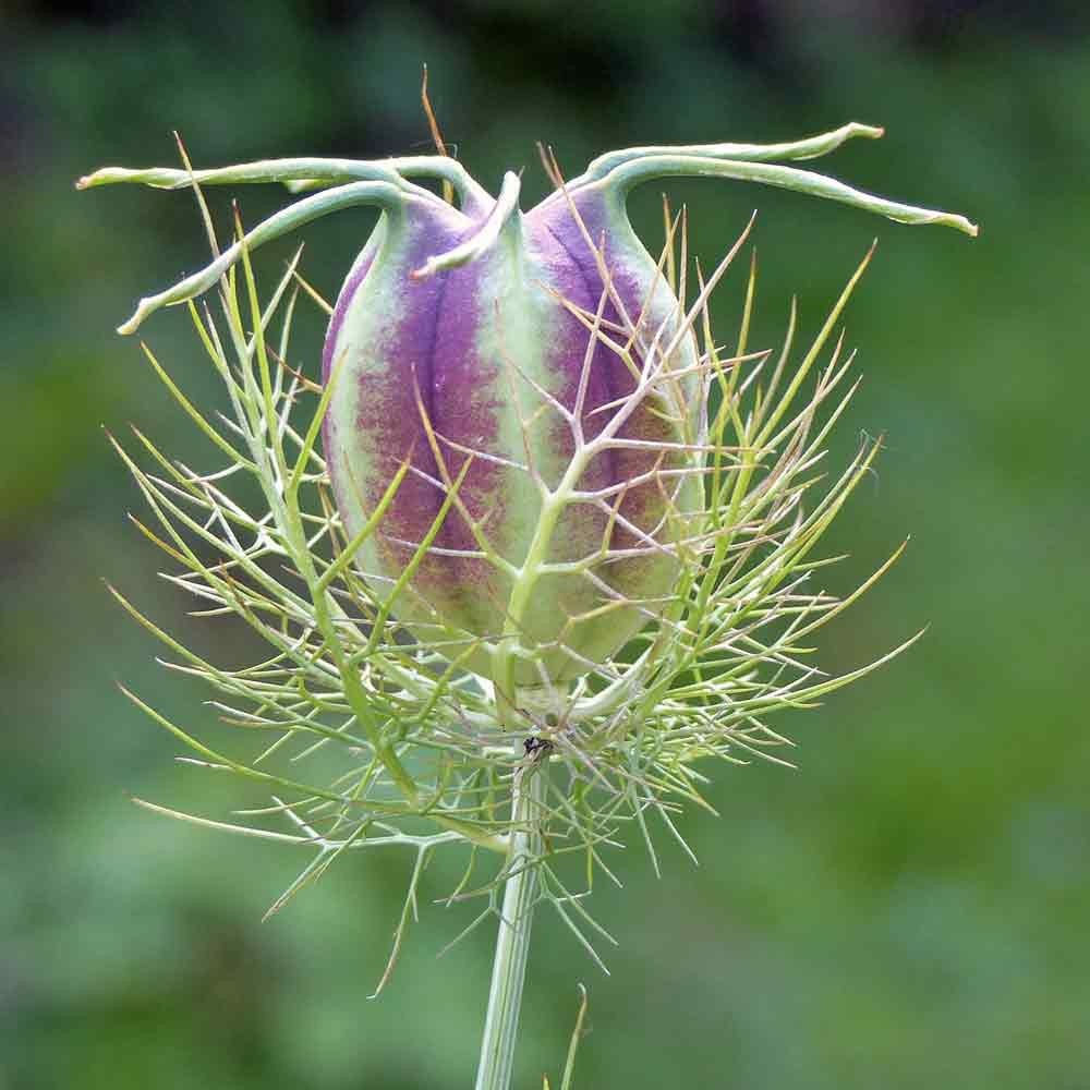Nutmeg Flower/Black Cumin Seeds Terroir Seeds