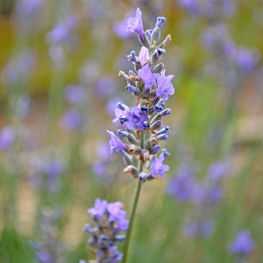 English Lavender Heirloom Seeds Terroir Seeds