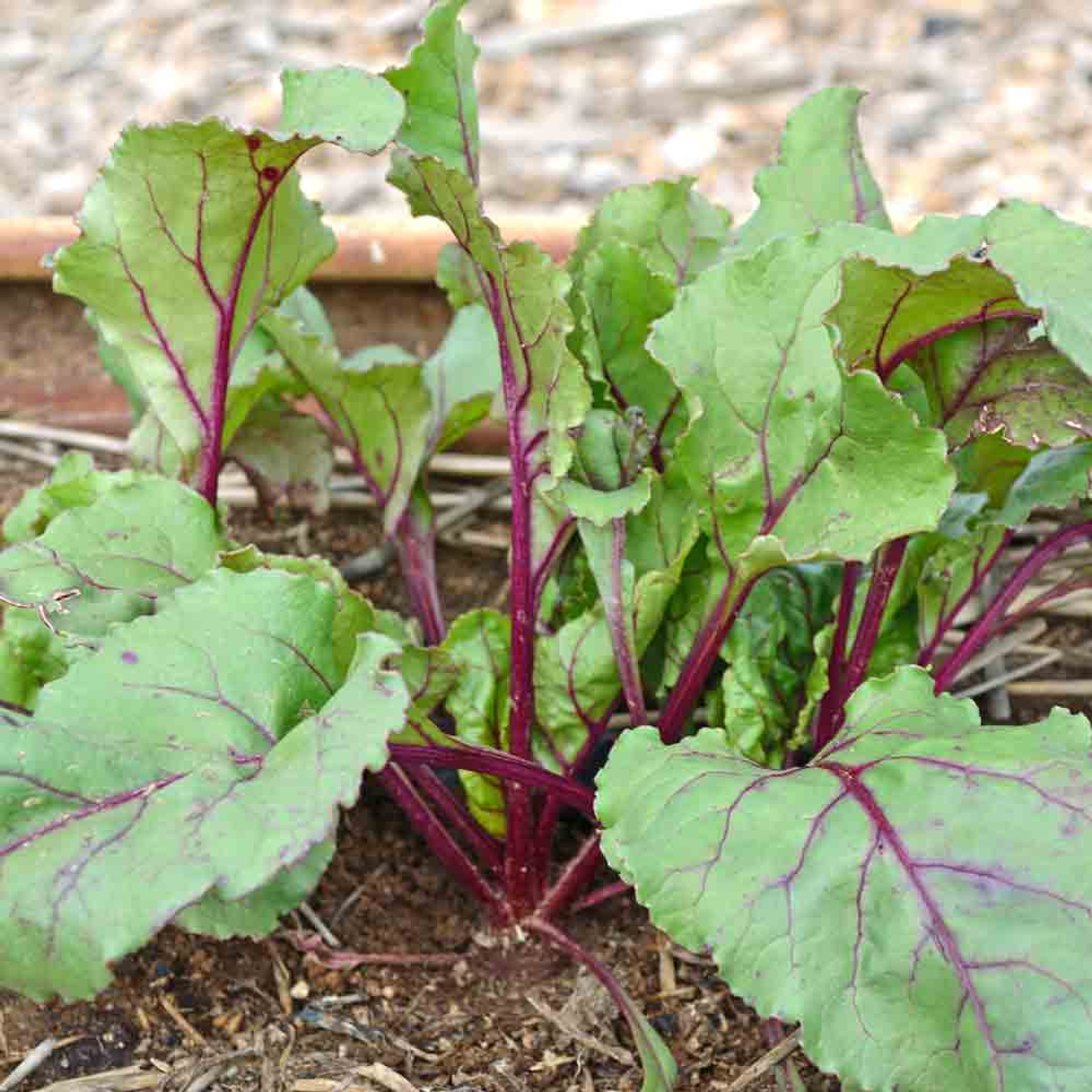 bulls blood beet seedlings