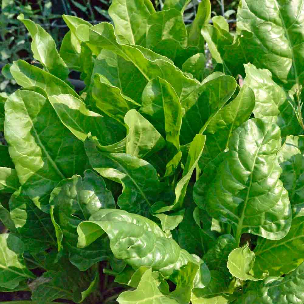 Giant Nobel Heirloom Spinach Seeds Terroir Seeds