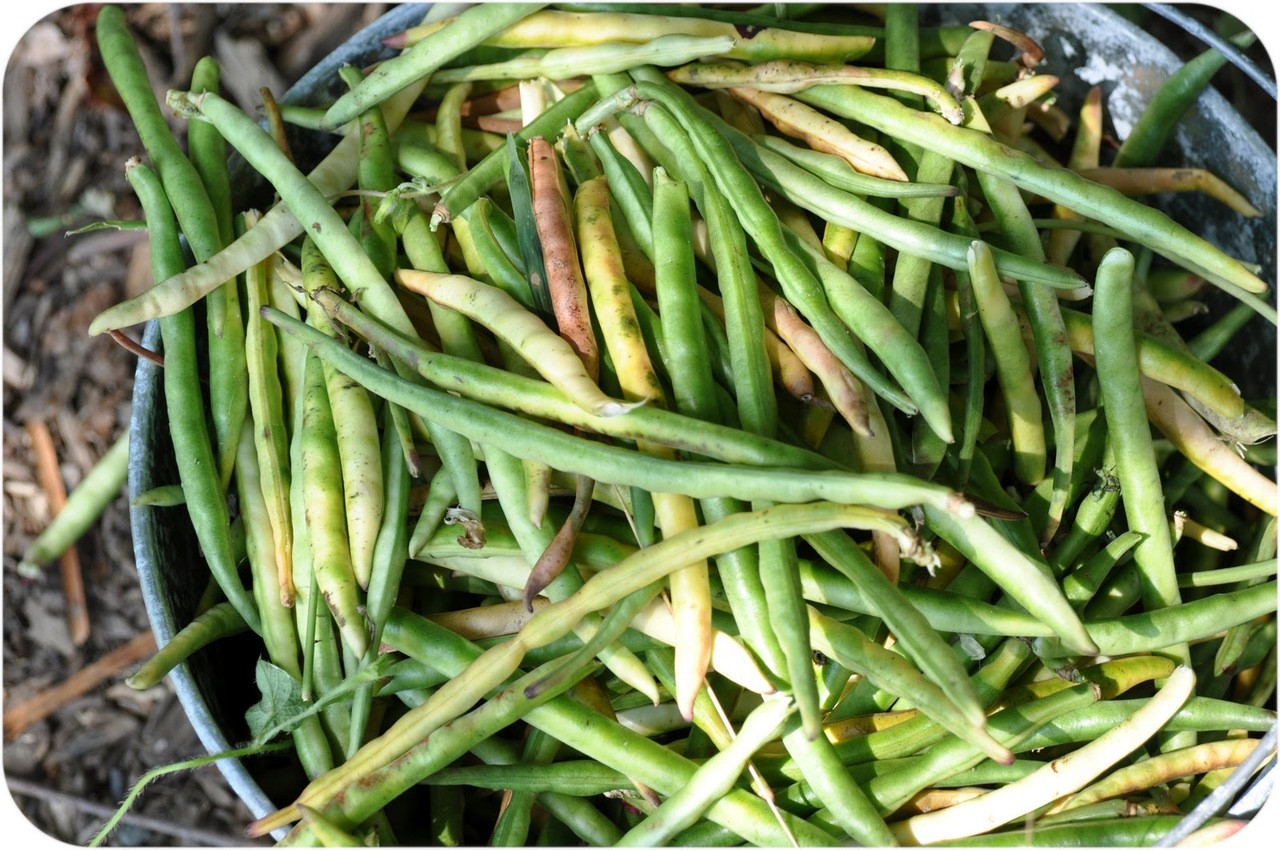 Blackeyed Pea/ Cowpea Heirloom Seeds Terroir Seeds