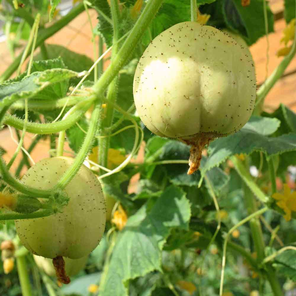 Crystal Apple Heirloom Cucumber Seeds Terroir Seeds