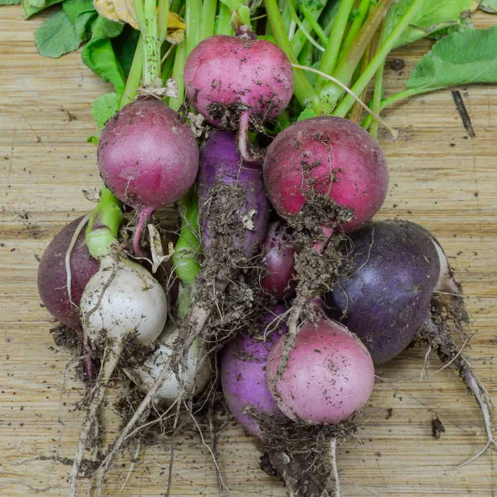 Easter Egg Blend Heirloom Radish Mix Seeds Terroir Seeds