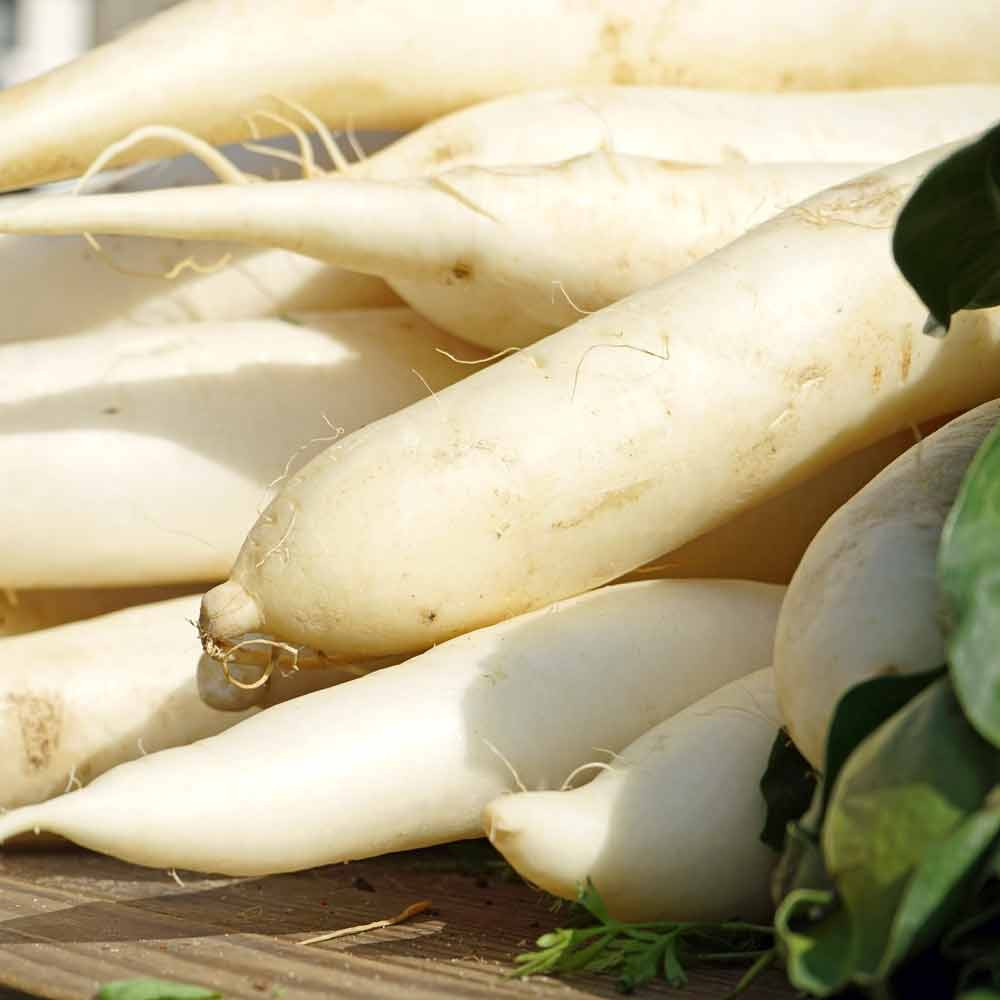 Japanese Minowase (Daikon) Heirloom Radish Seeds Terroir Seeds