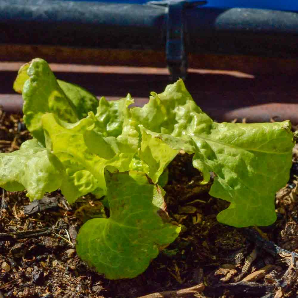 Oak Leaf Heirloom Lettuce Seeds Terroir Seeds