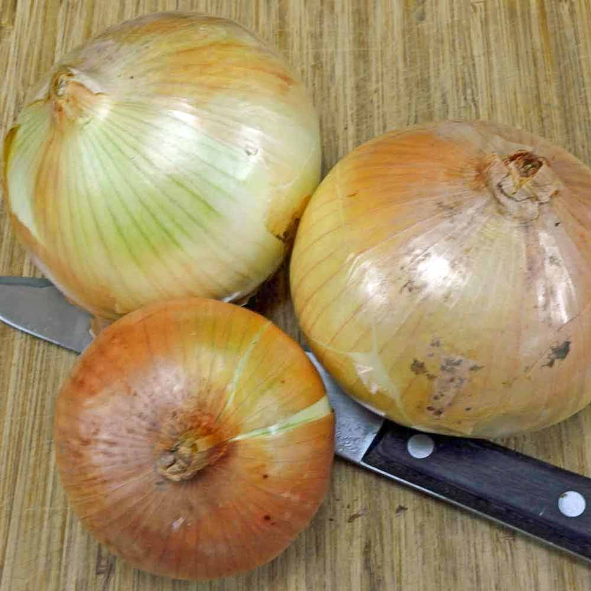 Heirloom Sweet Candy Onion Bulbs Terroir Seeds