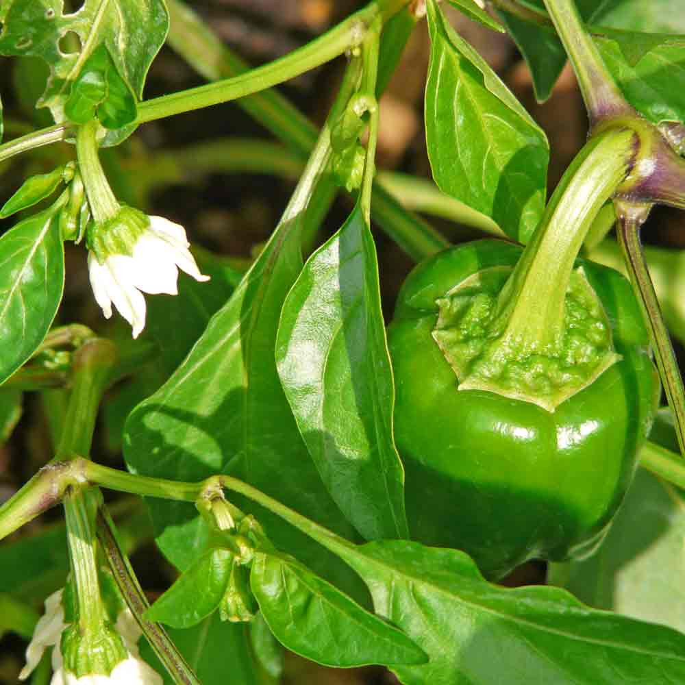 California Wonder Red Sweet Pepper Seeds Terroir Seeds