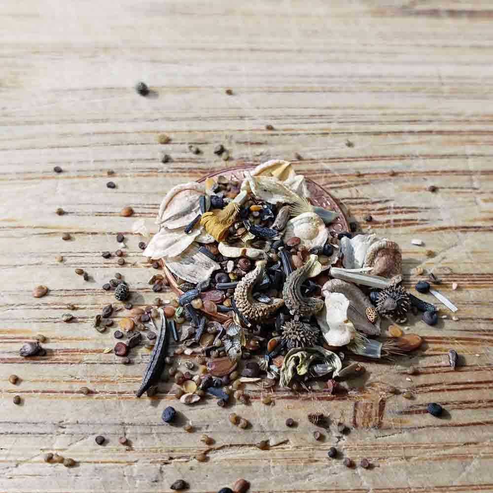 Terroir Seeds Heirloom Cut Flower Mix Seeds Terroir Seeds