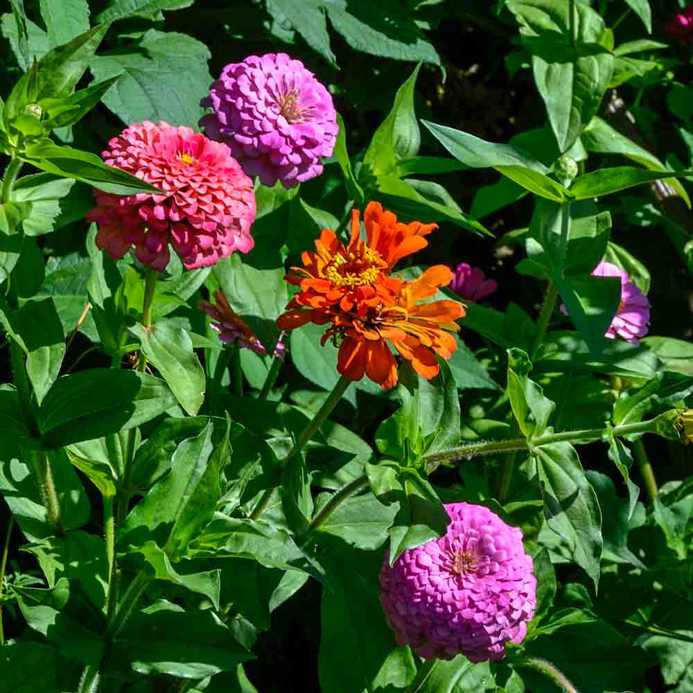 Cut & Come Again Heirloom Zinnia Mix Seeds Terroir Seeds