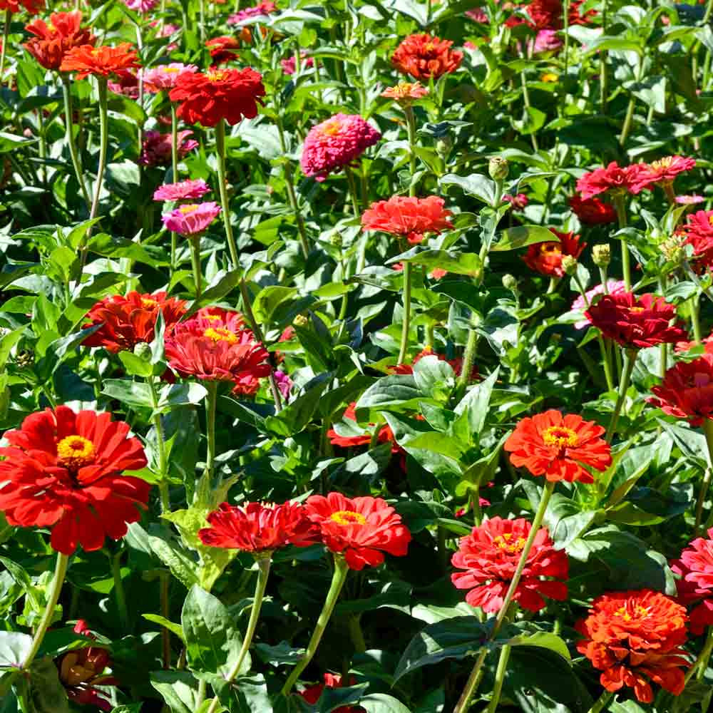 Cut & Come Again Heirloom Zinnia Mix Seeds Terroir Seeds