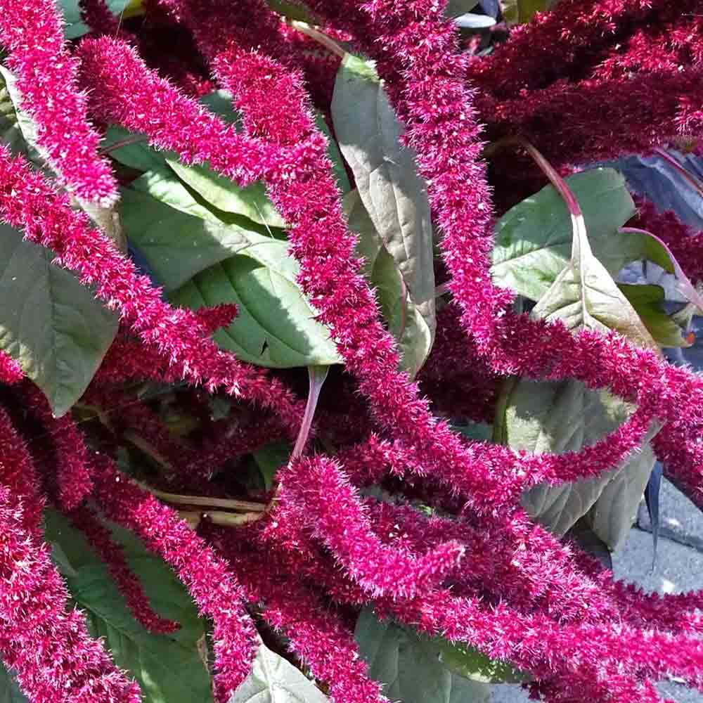 Love-Lies-Bleeding Heirloom Amaranth Seeds | Terroir Seeds