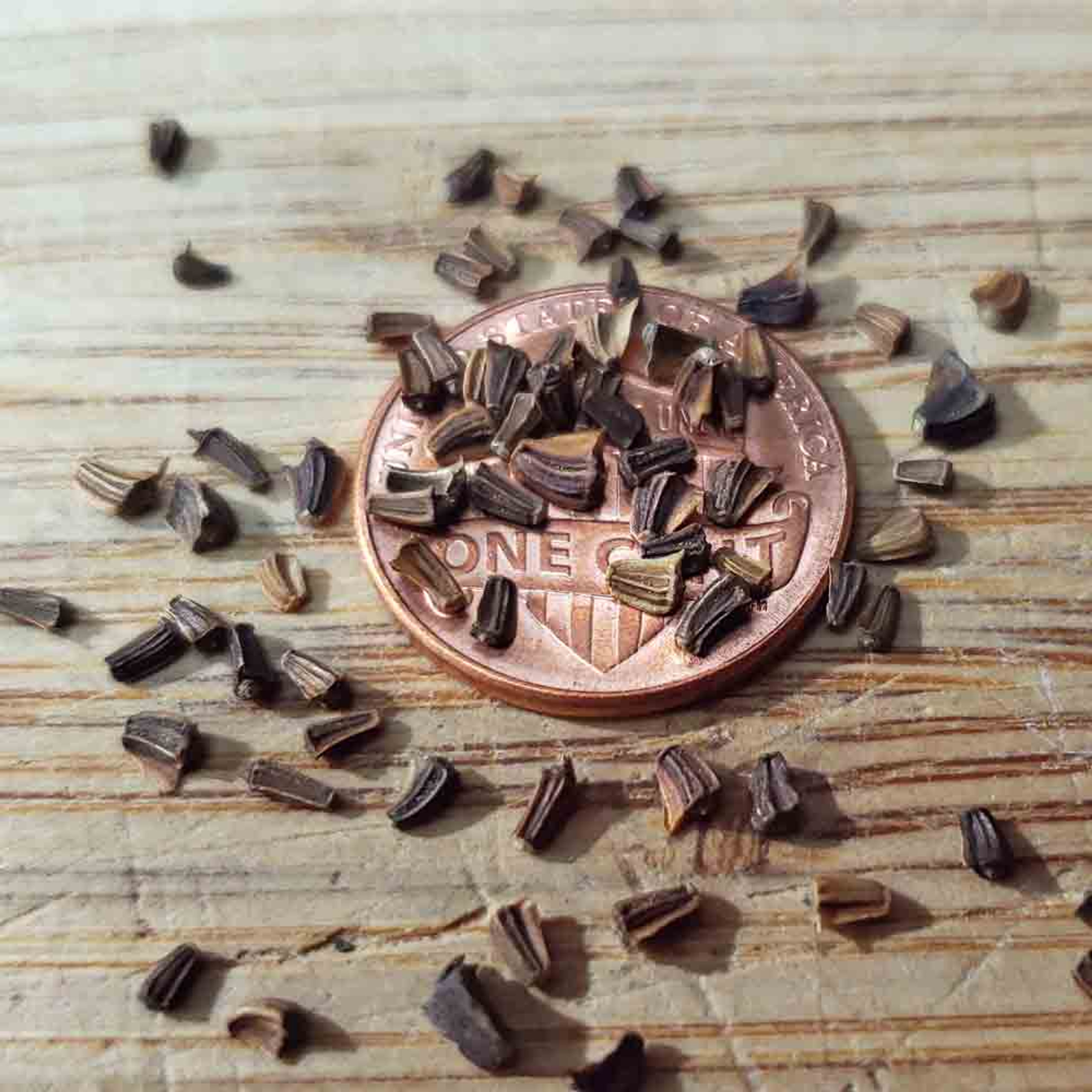 Edible Chrysanthemum Heirloom Seeds Terroir Seeds