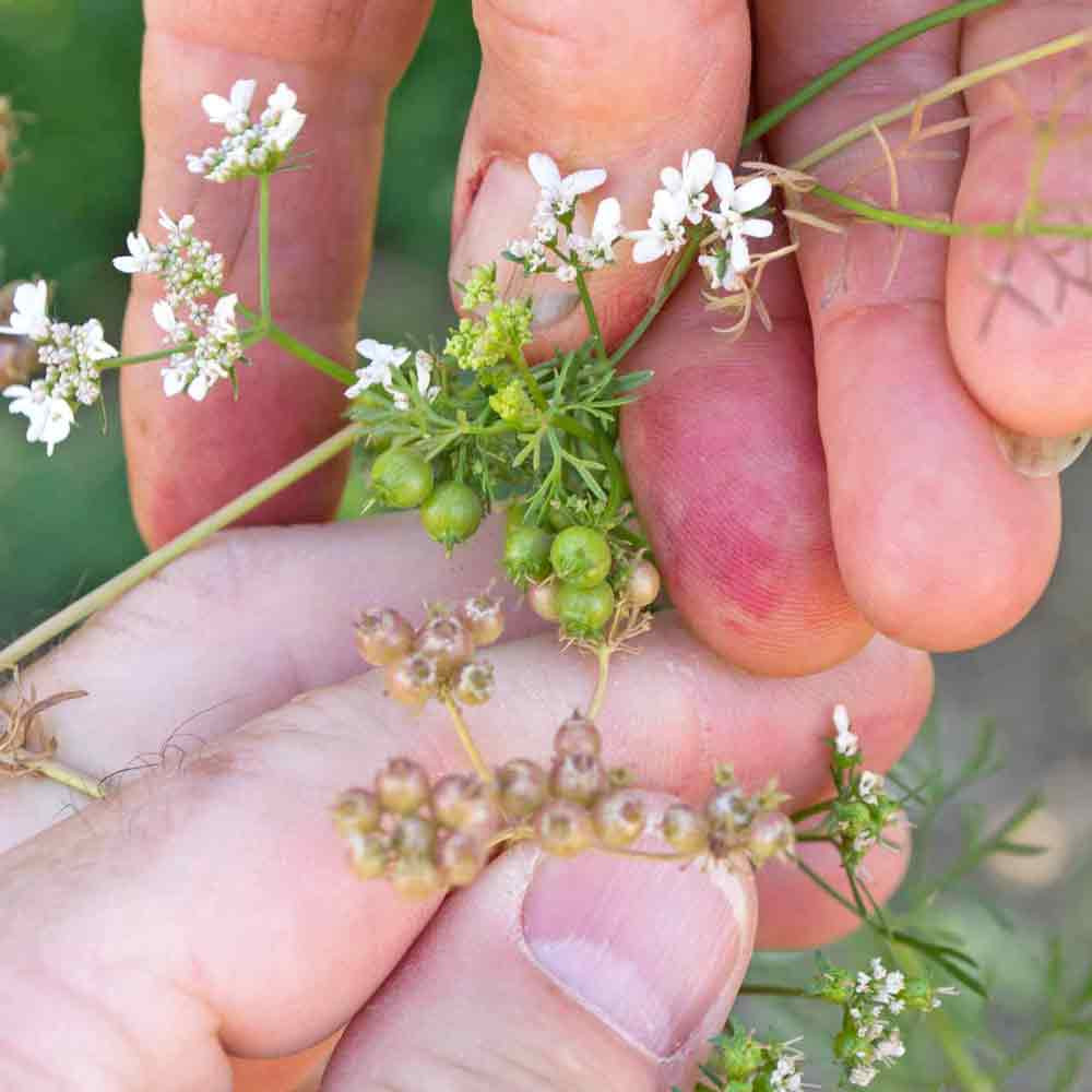 Slow Bolting Heirloom Cilantro/Coriander Seeds Terroir Seeds