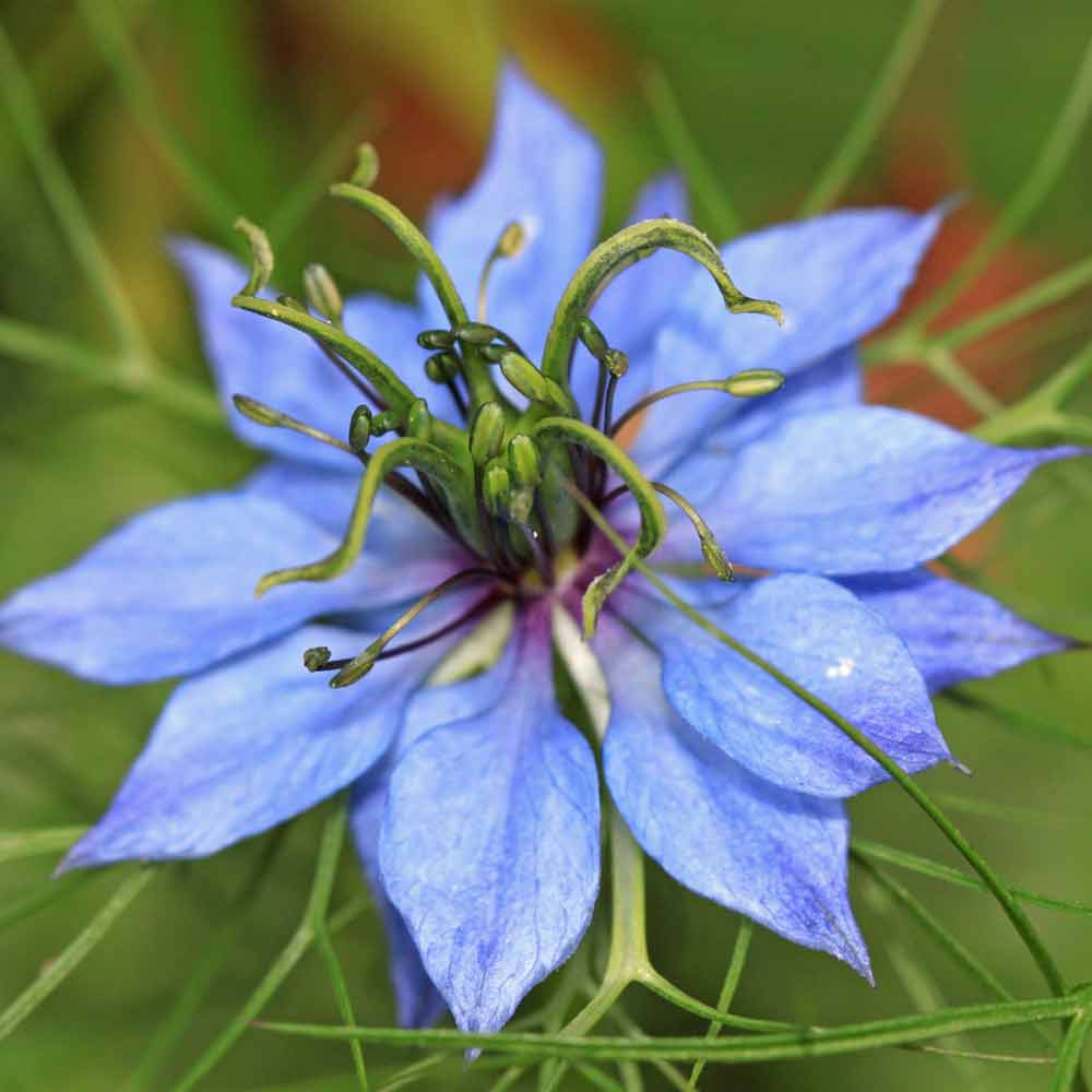 Nutmeg Flower/Black Cumin Seeds Terroir Seeds