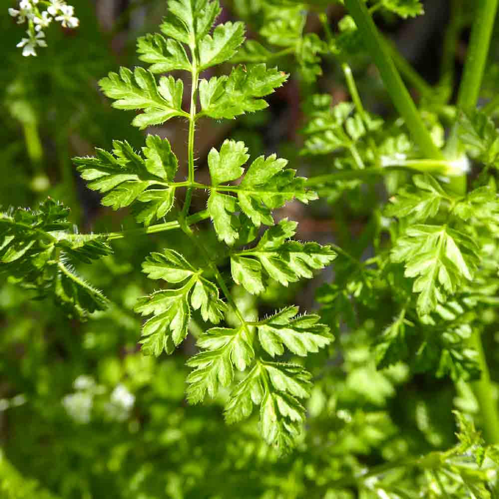 Heirloom French Parsley/Curly Chervil Seeds Terroir Seeds