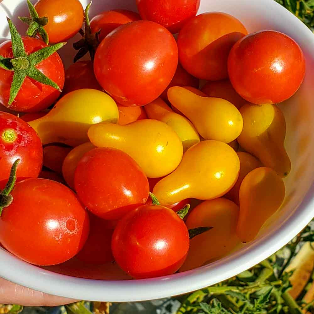 Heirloom Yellow Pear Tomato Seeds Terroir Seeds