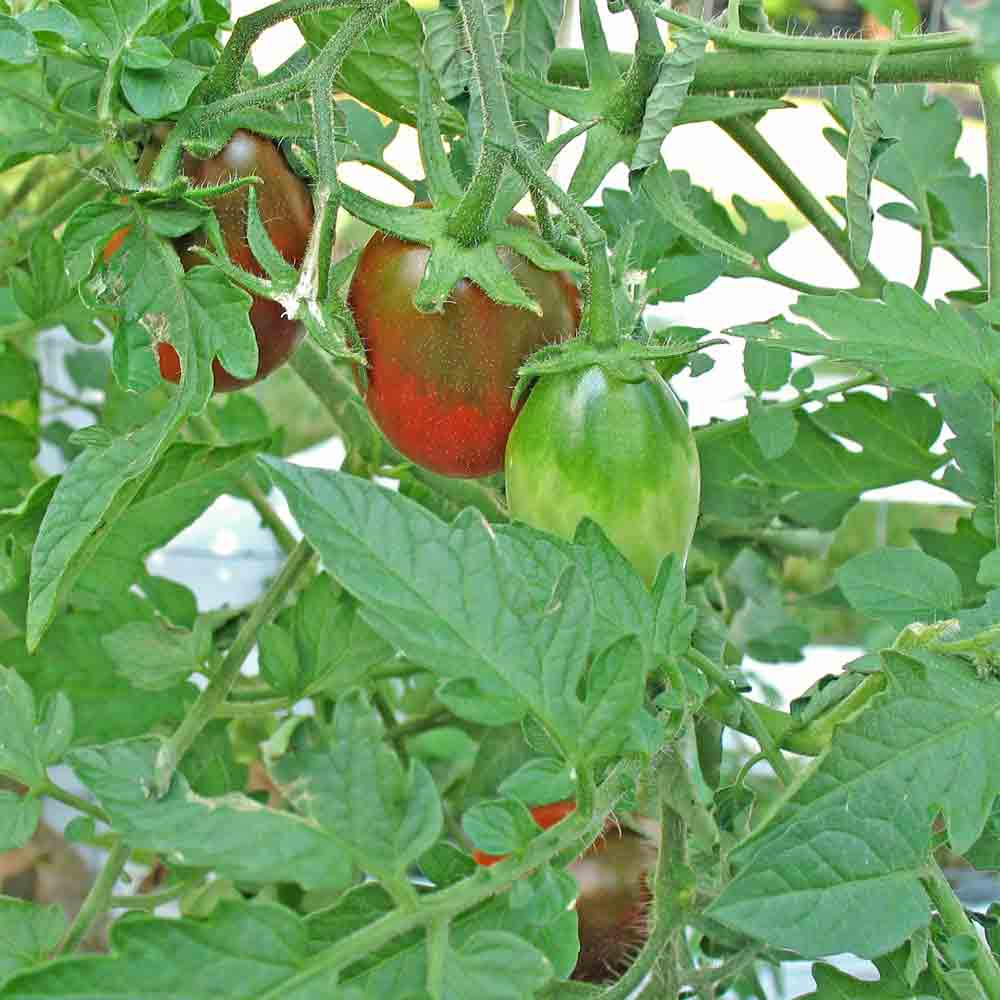 Black Plum Tomato Seeds Terroir Seeds