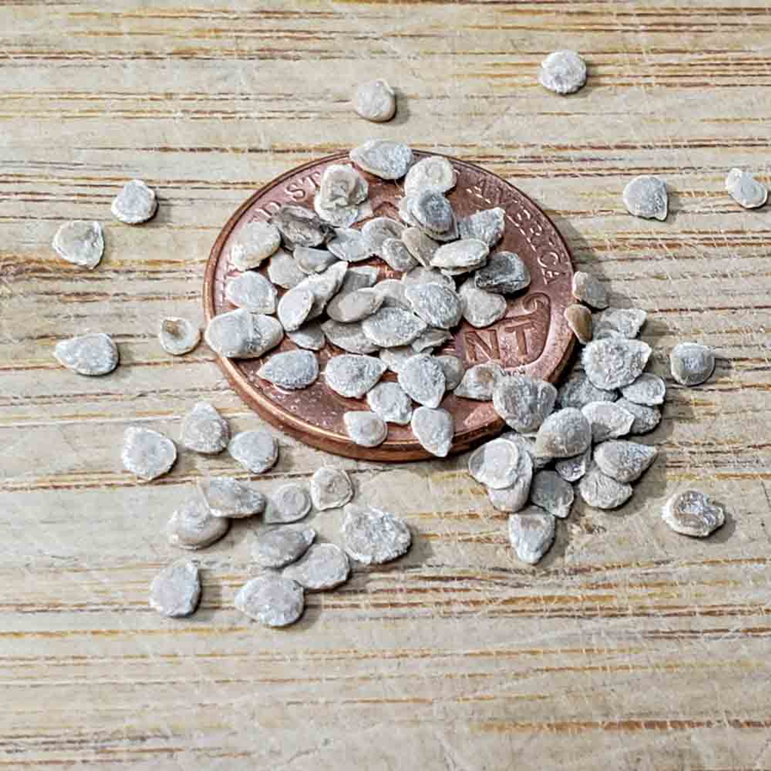 San Marzano Heirloom Tomato Seeds Terroir Seeds San Marzano Heirloom Tomato Seeds Terroir Seeds