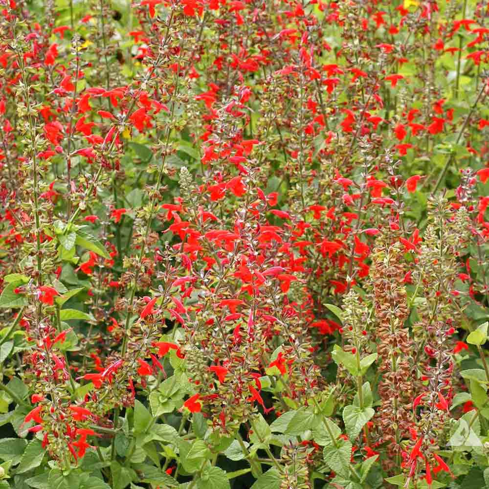 Heirloom Scarlet Sage Seeds Terroir Seeds
