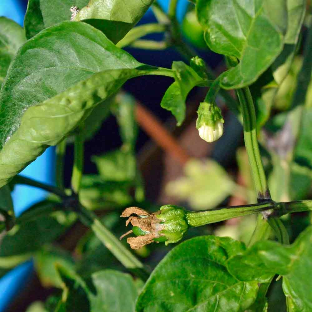 Espelette/Basque Heirloom Pepper Seeds Terroir Seeds