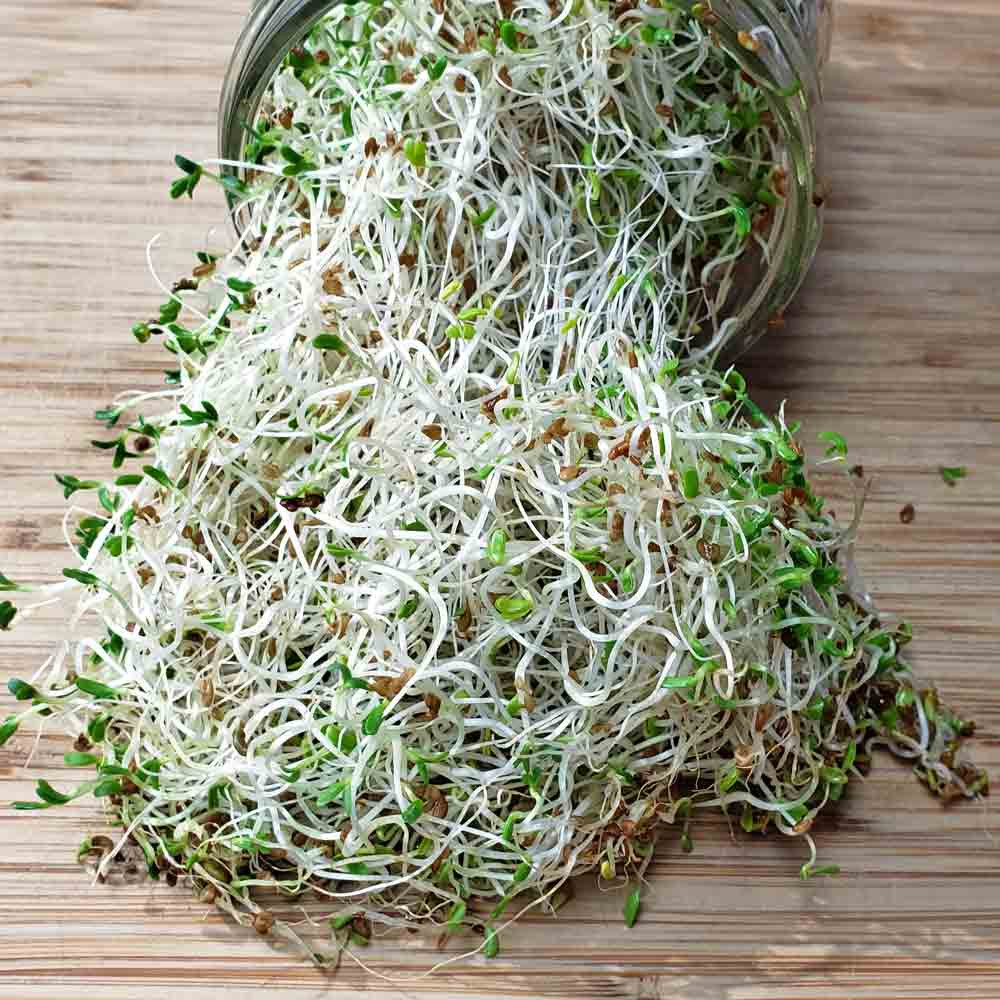 Alfalfa Sprouting Seeds Terroir Seeds