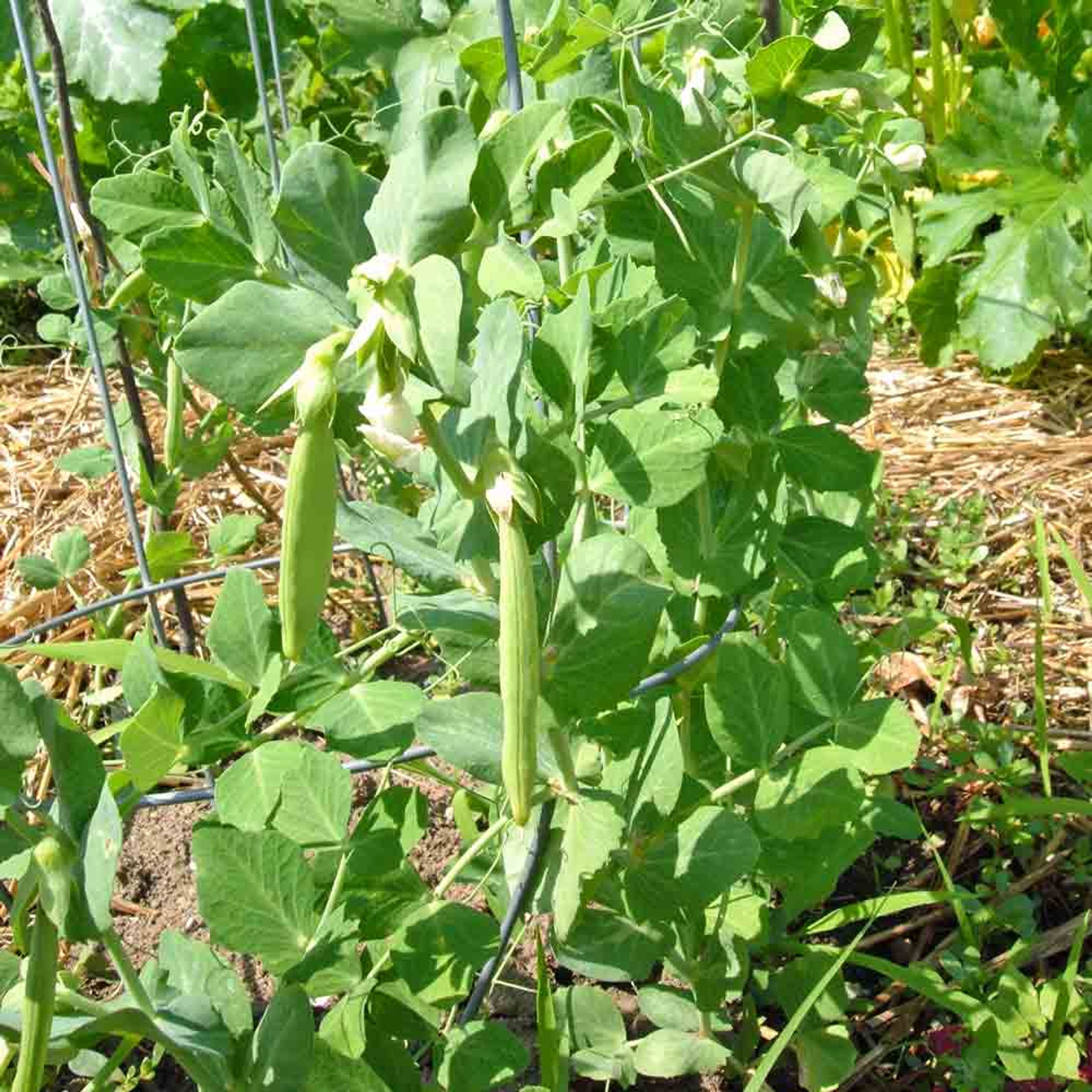 sugar snap pea seedlings