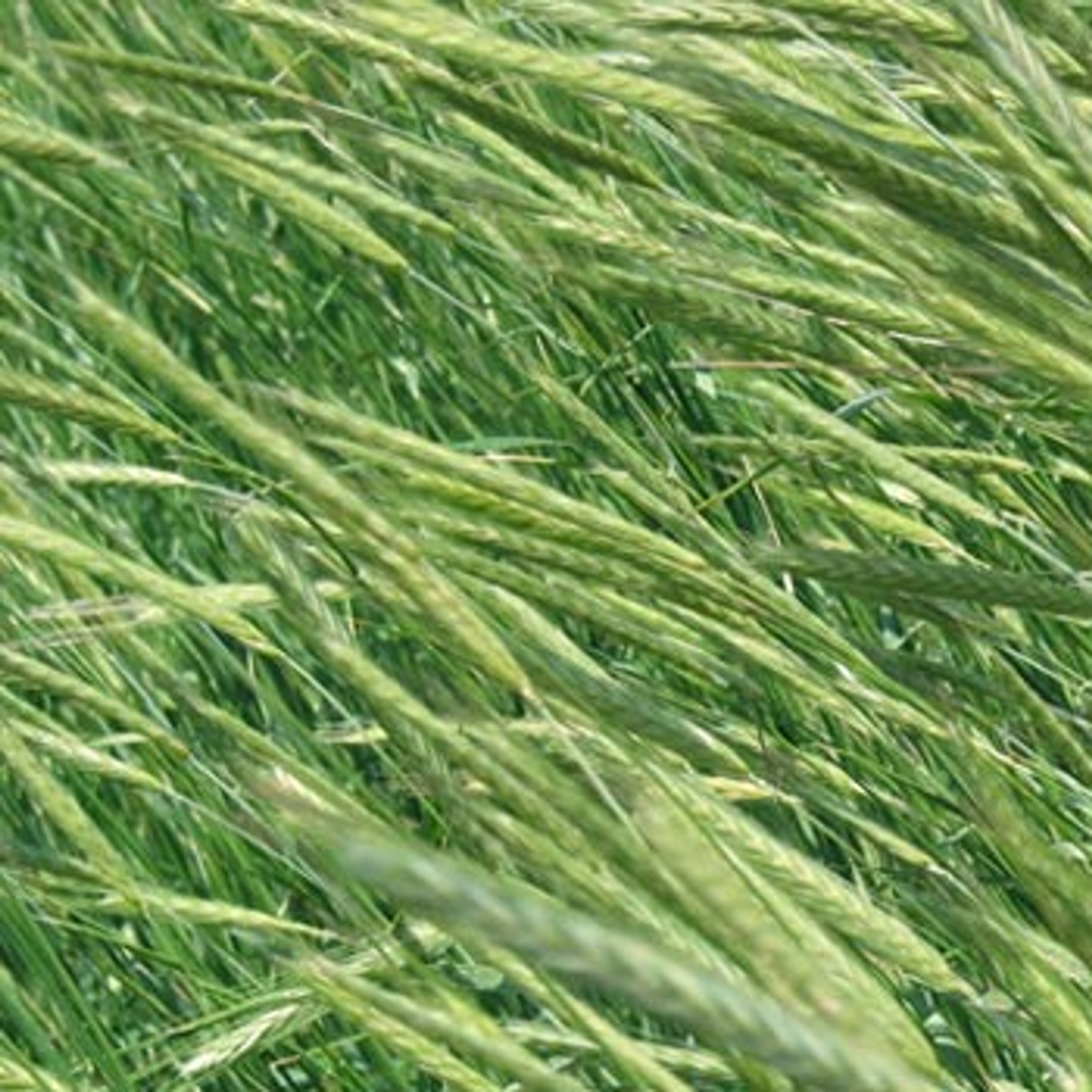 Cereal Rye Seeds Terroir Seeds