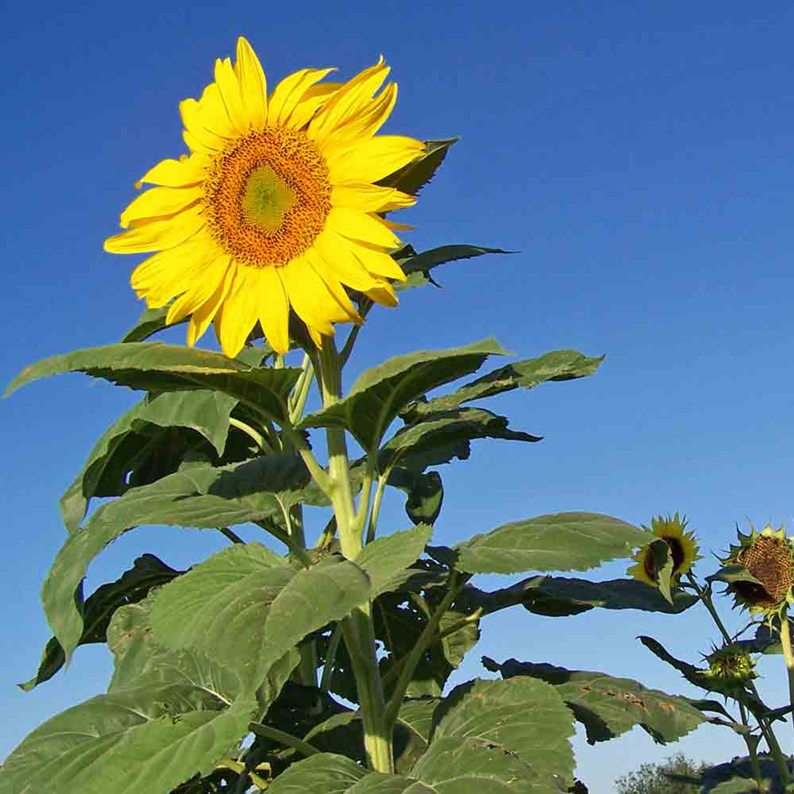 skyscraper sunflower