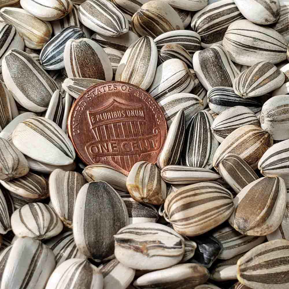 Skyscraper Heirloom Sunflower Seeds Terroir Seeds