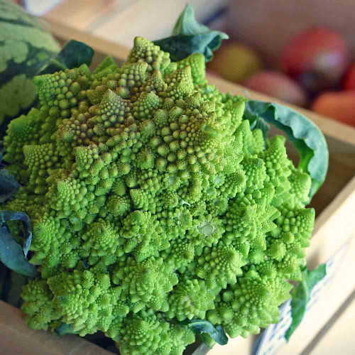 Romanesco Broccoli - (Brassica oleracea)